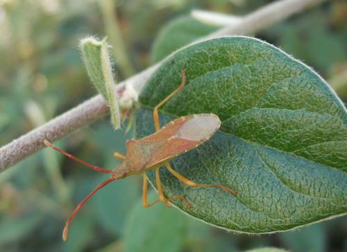 Gonocerus acuteangulatus